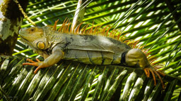 von insgesamt ca. 600 LEGUAN-Arten, sind in Costa Rica 38 zu Hause