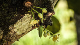 Blüte des Kakao-Baumes ,