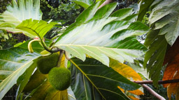 der BROTFRUCHTBAUM  (Artocarpus altilis)  ist ein tropischer, immergrüner Baum