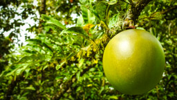 BERGAMOTTE - die betörend duftende Zitrusfrucht, ist zu sauer um sie zu essen